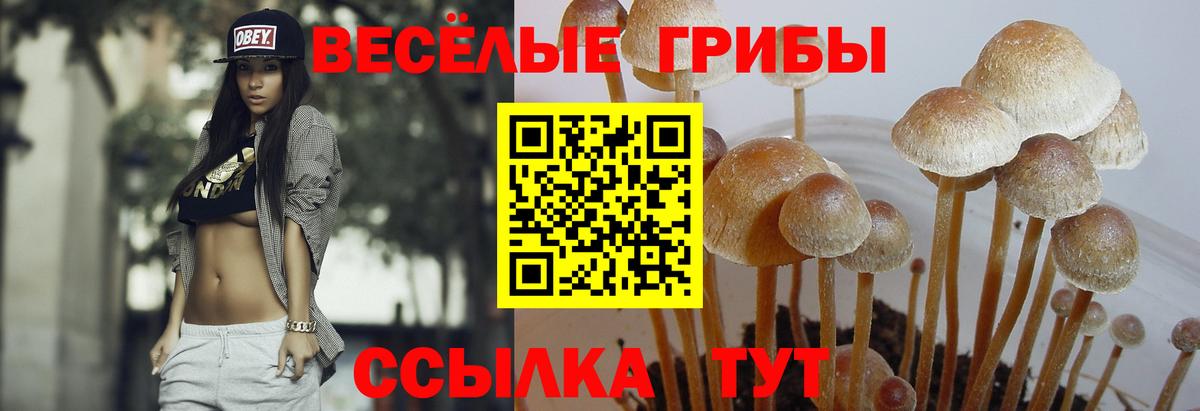 Галлюциногенные грибы MAGIC MUSHROOMS Курчатов